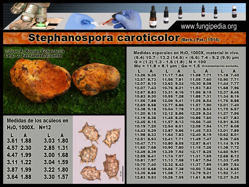 Microscopía de Stephanospora caroticolor